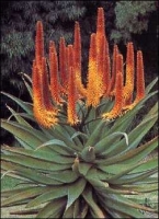 Feuer - Aloe / 40 Samen