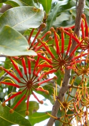 SAFLAX Australischer Feuerradbaum Samen – 20 Samen + Anzuchtsubstrat Für Stenocarpus Sinuatus