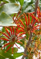 Australischer Feuerradbaum