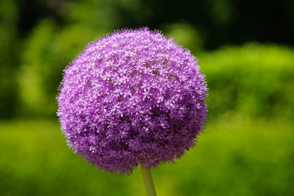 Allium Ambassador XXL 130cm 1 Stk.