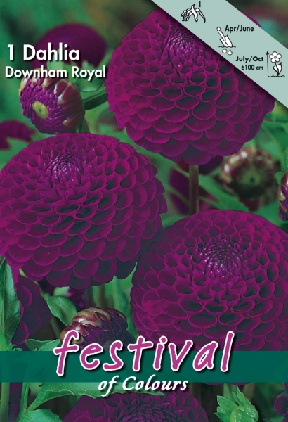 Downham Royal Pompon