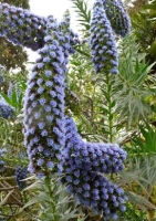 Blauer Natternkopf / Stolz von Madeira