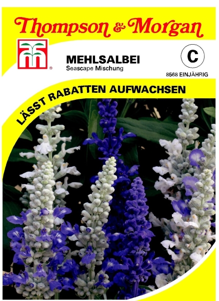 Salvia farinacea Mehlsalbei