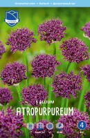Allium Atropurpureum 60cm