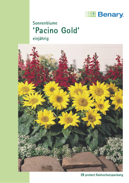 Sonnenblume Pacino Gold 35cm