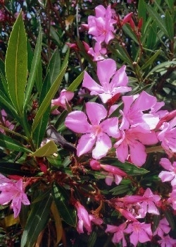 Oleander Blütenmix