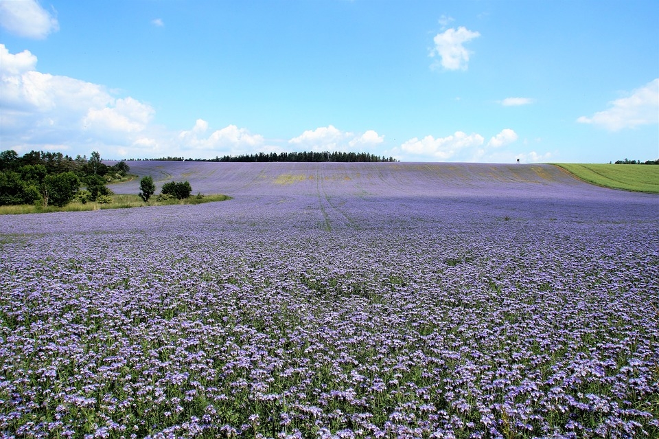 Grndnger Phacelia 1kg, 17,50
