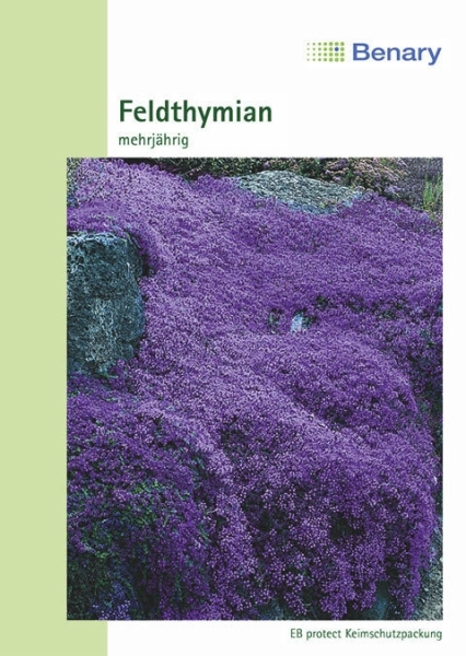 Feldthymian