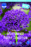 Allium Purple Sensation 80cm 5Stk.