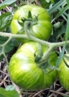 Tomate Green Zebra MHD 5/2023