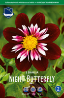 Dahlie Night Butterfly 1St.