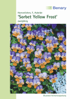 Hornveilchen Sorbet F1 Yellow Frost MHD 12/2024