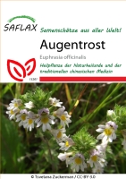 Augentrost