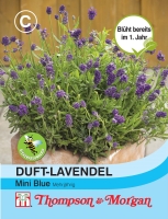 Duft-Lavendel Mini Blue
