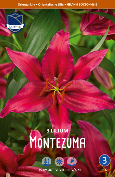 Lilie Oriental Montezuma