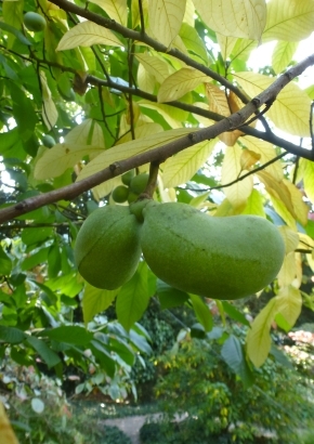 Indianerbanane Paw-Paw, 4,95