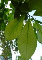 Indianerbanane Paw-Paw