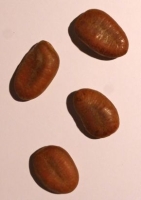 Indianerbanane Paw-Paw