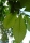 Indianerbanane Paw-Paw