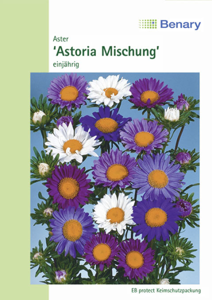 Aster Astoria Mix 70cm MHD 12/25