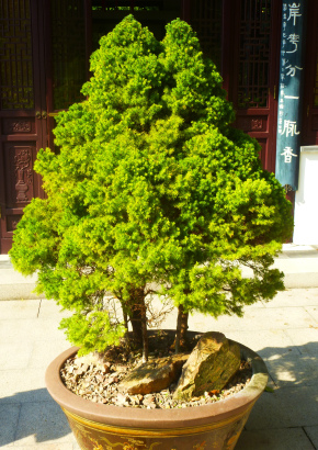 Sugi-Ceder Jap. Sicheltanne Freiland