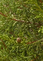 Chin.Wacholder  Freilandbonsai