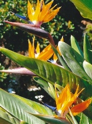 majestic philodendron Philodendron Majestic – Plantamani Plants main image 0
