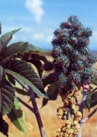 Wunderbaum Ricinus