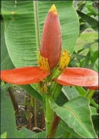 Rote Blumenbanane