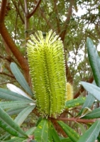 Banksia-Küsten
