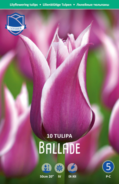 Tulpe Ballade 50cm 10 Stk.