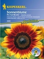 Sonnenblume Pro Cut Bicolor ca.200cm