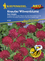 Knautie / Witwenblume Red Knight