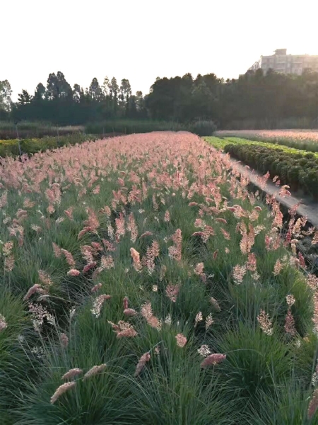 Wollhaargras / Rubingras MHD 12/25