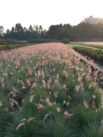 Wollhaargras / Rubingras MHD 12/25