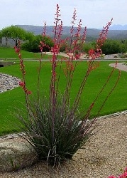 Rote Yucca