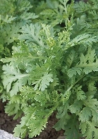 Essbare Chrysantheme `Shungiku`