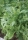 Essbare Chrysantheme `Shungiku`