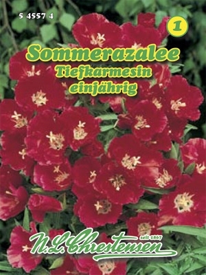 Sommerazalee Tiefkarmesin MHD 01/25