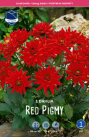 Dahlie Red Pigmy