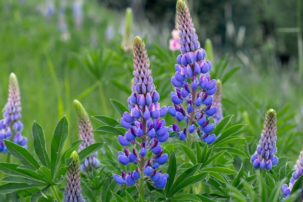 Gründünger Bitterlupine blau/weiß 250g / 6m²