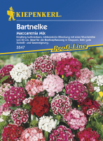 Bartnelke Maccarenia Mix