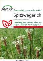 Spitzwegerich