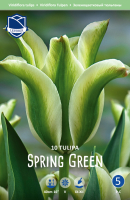 Tulpe Spring Green 50cm 10 Stk.