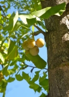 Ginkgo - Urweltbaum