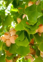 Ginkgo - Urweltbaum