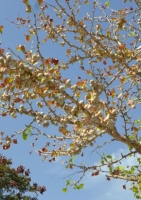 Ginkgo - Urweltbaum