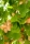 Ginkgo - Urweltbaum