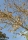 Ginkgo - Urweltbaum