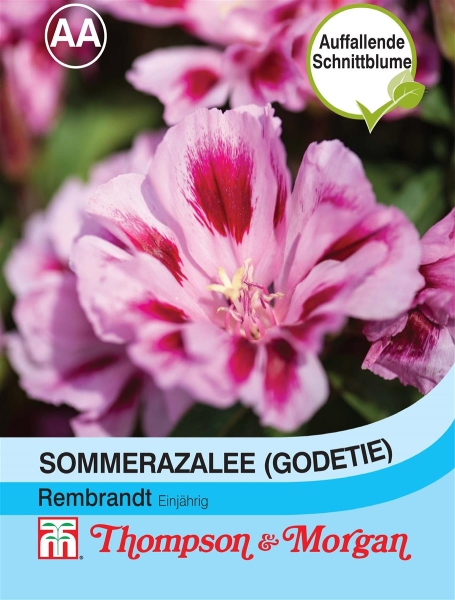 Sommerazalee Rembrandt Godetie MHD 1/2024